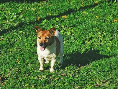 Adopt a pet at SPCA