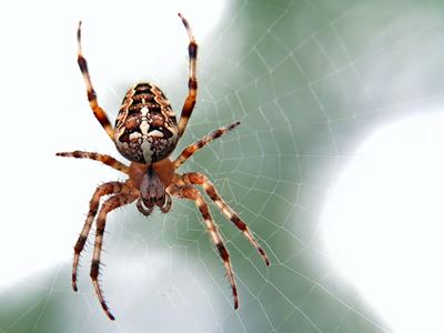 Treating spider bites in children