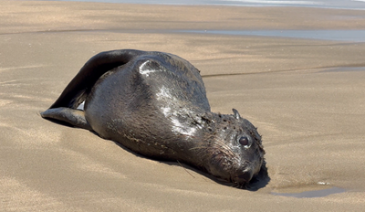 55 cases of rabies in seals since June 2024