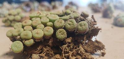 Onwettige handel in bedreigde vetplantspesies neem toe