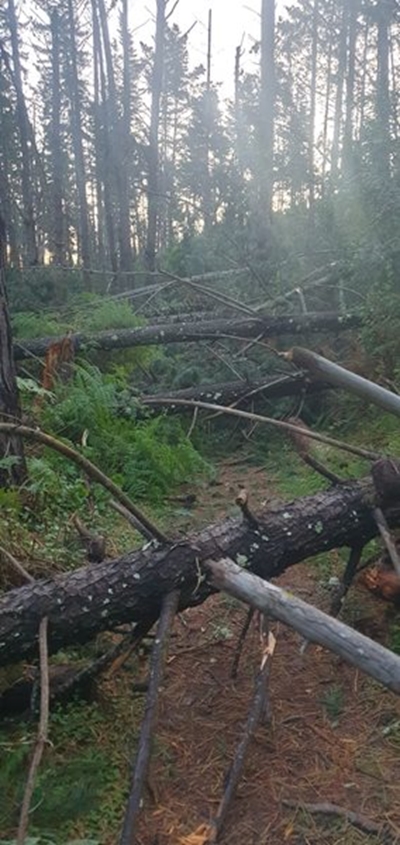 Parkrun cancelled due to fallen trees