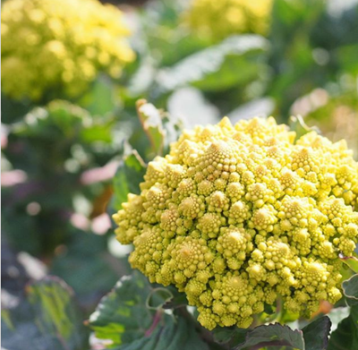 It’s time to sow autumn and winter vegetables