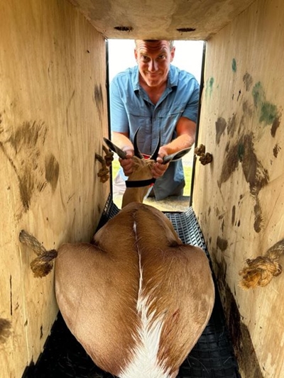 8 Oubaai springbuck relocated