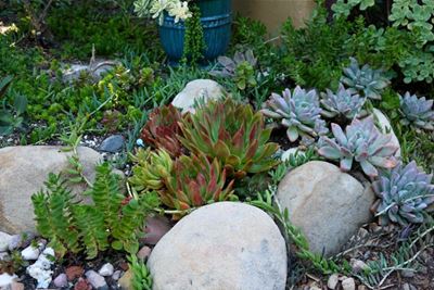 Create a low-maintenance garden