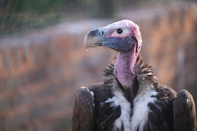 Critically endangered lappet-faced vultures’ chick hatches on Heritage Day