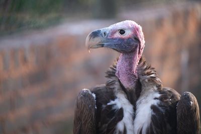 Critically endangered lappet-faced vultures’ chick hatches on Heritage Day