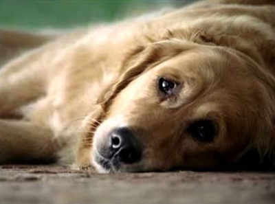 Help sterilise 1000 animals