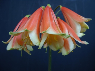 Clivia interspecifics only a few decades old