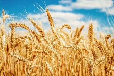 Swartland heading for ‘disaster’ as wheat prospects decline