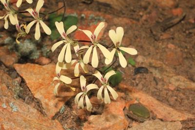 Rare pelargonium species discovered