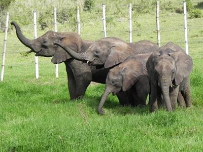 Elephant Park explains controversy