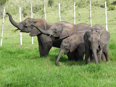 Elephant Park explains controversy