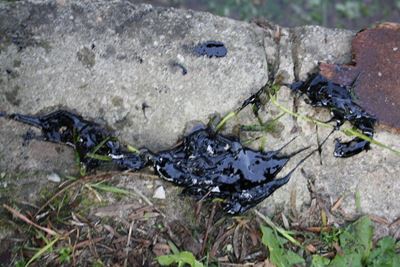 Update: Sticky gunk in water canal