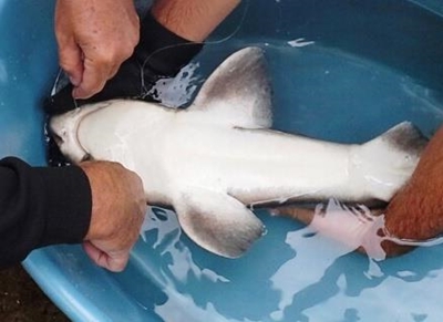 Pyjama catshark rescued