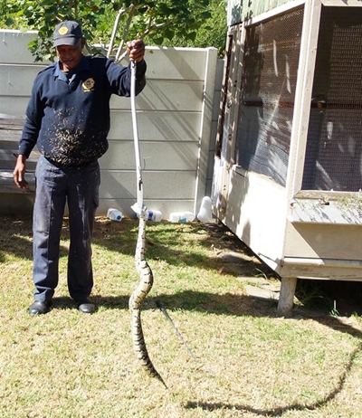 Pofadder kry nuwe blyplek