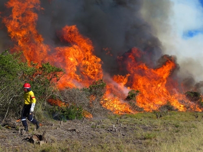 'No fynbos without fire'