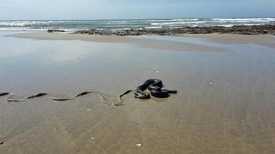 Molslang 'kuier' op strand