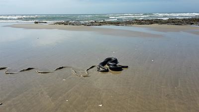 Molslang 'kuier' op strand