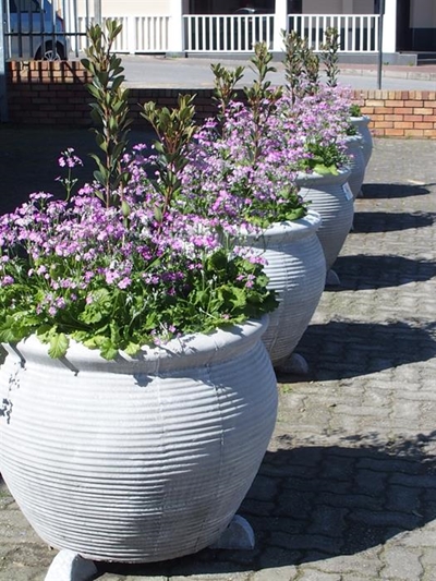 Thank you from Knysna in Bloom