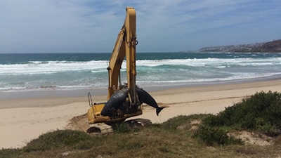 Beached Pygmy sperm whale removed