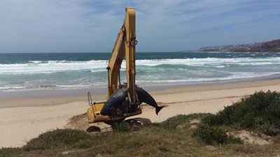 Beached Pygmy sperm whale removed