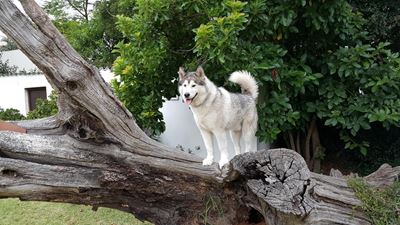 Bolt is baas op boom