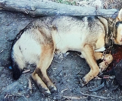 Vrou verlig maar treur oor hond