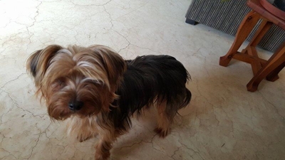 Groot Brak gru-moorde: Honde bly agter