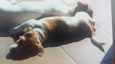 Beloning vir vermiste Jack Russel