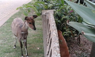Danabaai se mak bokkies