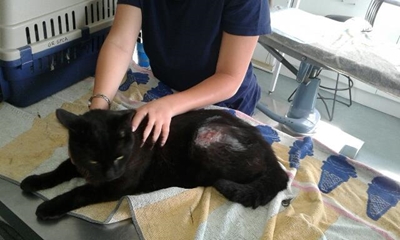 Katte loop deur onder koeëls
