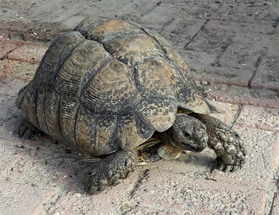 Skilpad uit see gered