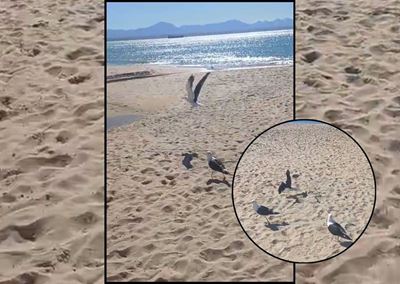 Rehabilitated seagulls released into the wild