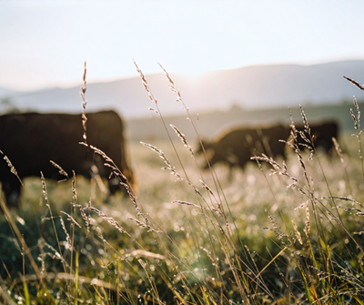 More FMD vaccines arrive in South Africa