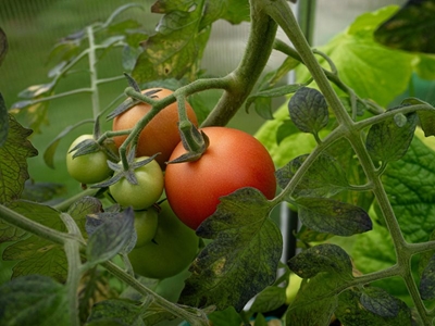 Emerging farmer thrives in tomato production
