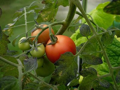Emerging farmer thrives in tomato production