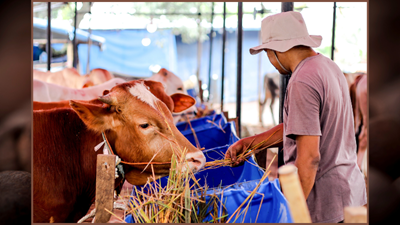 Western Cape allocates R22m for livestock drought relief