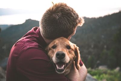 How to tell if your pet is in pain 