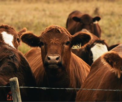 Limpopo farmers fear FMD outbreak due to collapsed fencing in government nature reserves