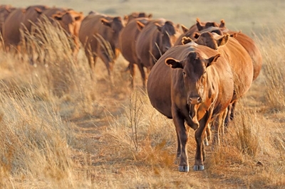 Performance testing made Bonsmara SA’s most trusted beef breed