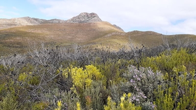 Western Cape to benefit from CapeNature’s 2026 Greening Initiative