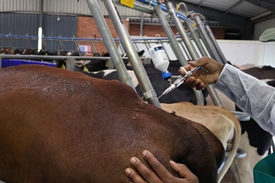 High court sets final deadline for FMD vaccination scheme