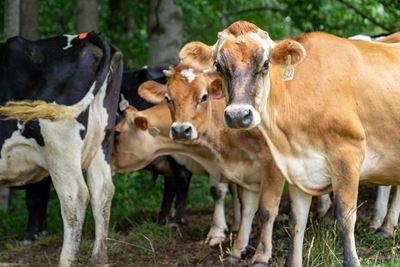 Western Cape records 1 month without new foot-and mouth disease cases 
