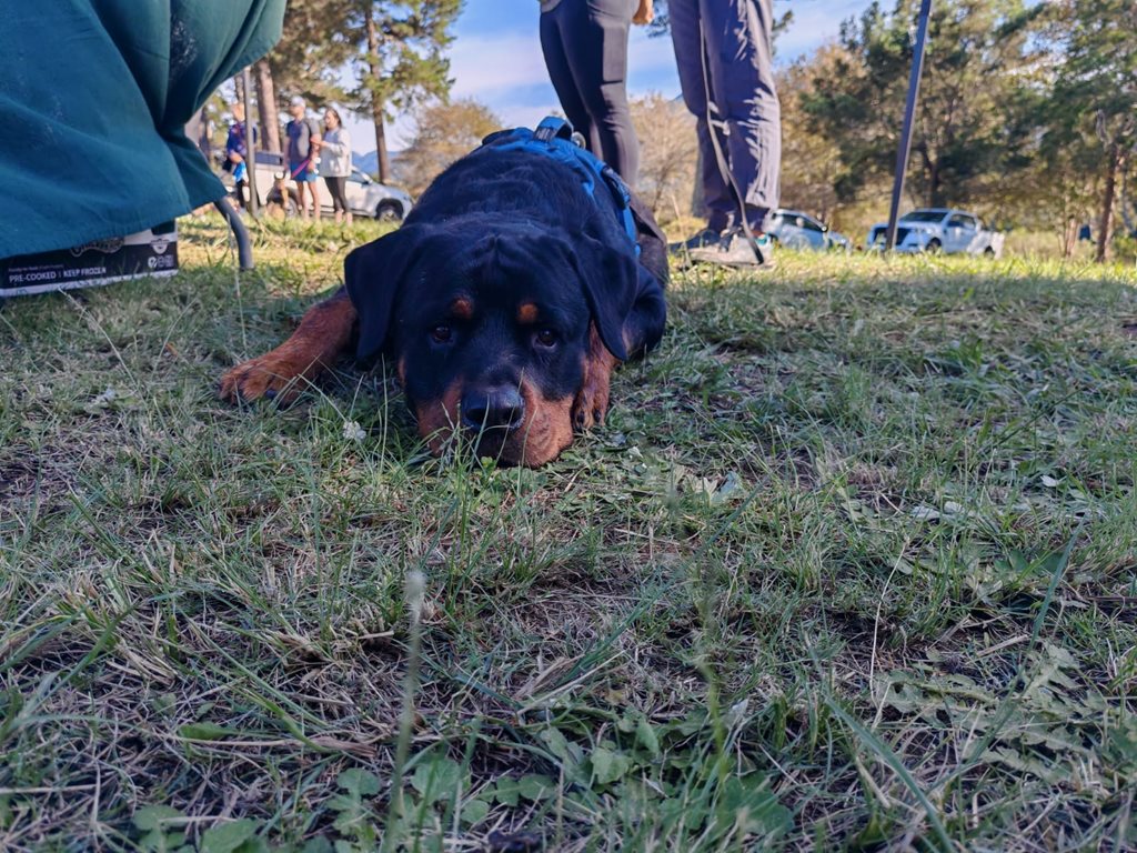 Tails and Trails event pictures
