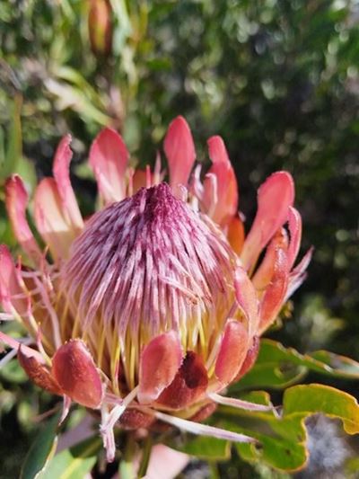 Bending the biodiversity curve: The role of private stewardship in nature conservation