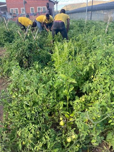 Shiloh gardens grow hope across Eastern Cape