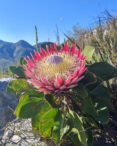 Digital shift reshapes Garden Route tourism