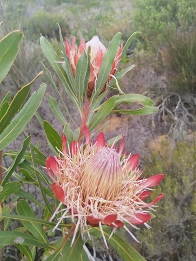 An eye on invasive plants: A living peril to the Cape Floral Kingdom