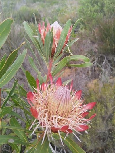 An eye on invasive plants: A living peril to the Cape Floral Kingdom
