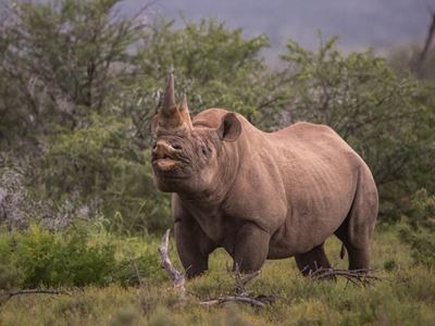 Anti-Poaching specialist killed in tragic rhino attack at Karoo Reserve